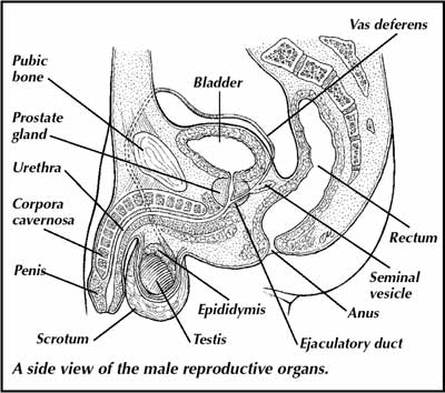 Reproductive Systems - Staying Healthy In Relationships